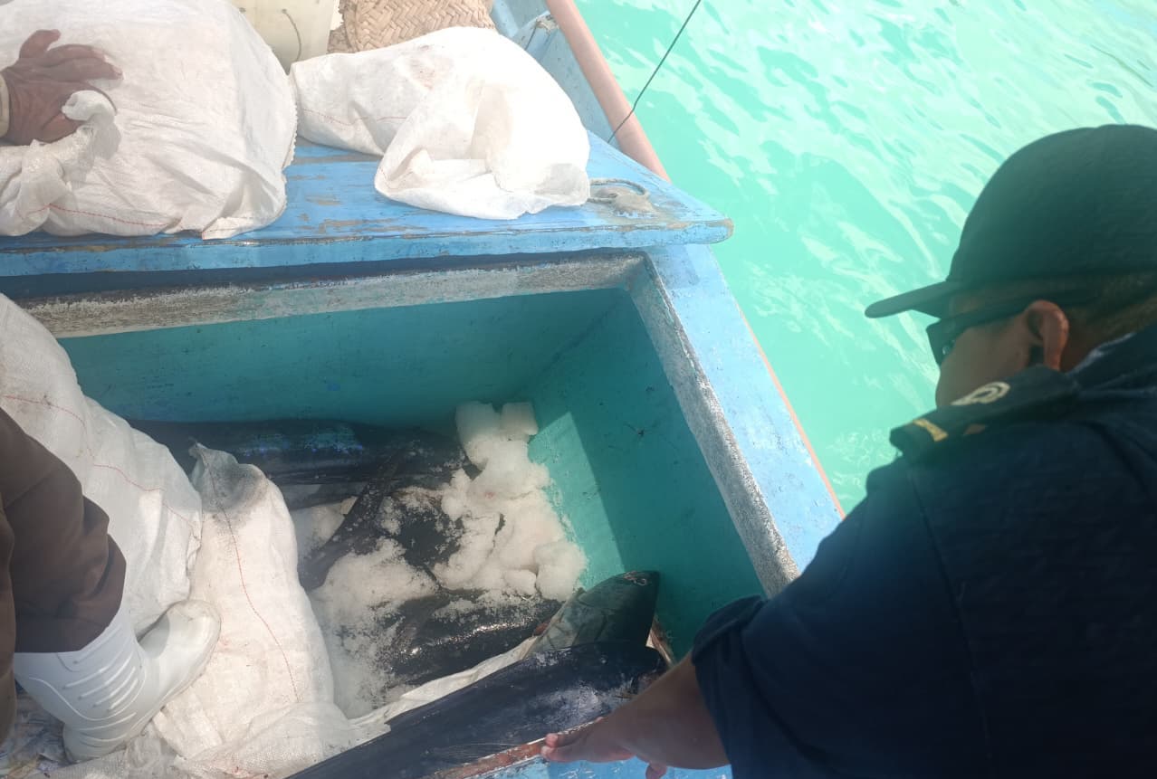 Producto decomisado tras pesca ilegal en Reserva Islas Marías, en Nayarit