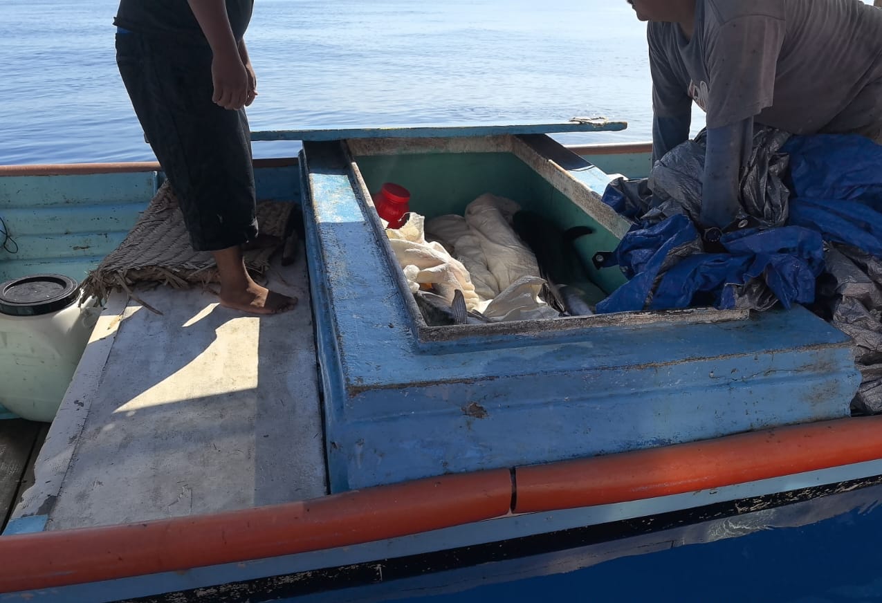 Producto decomisado tras pesca ilegal en Reserva Islas Marías, en Nayarit