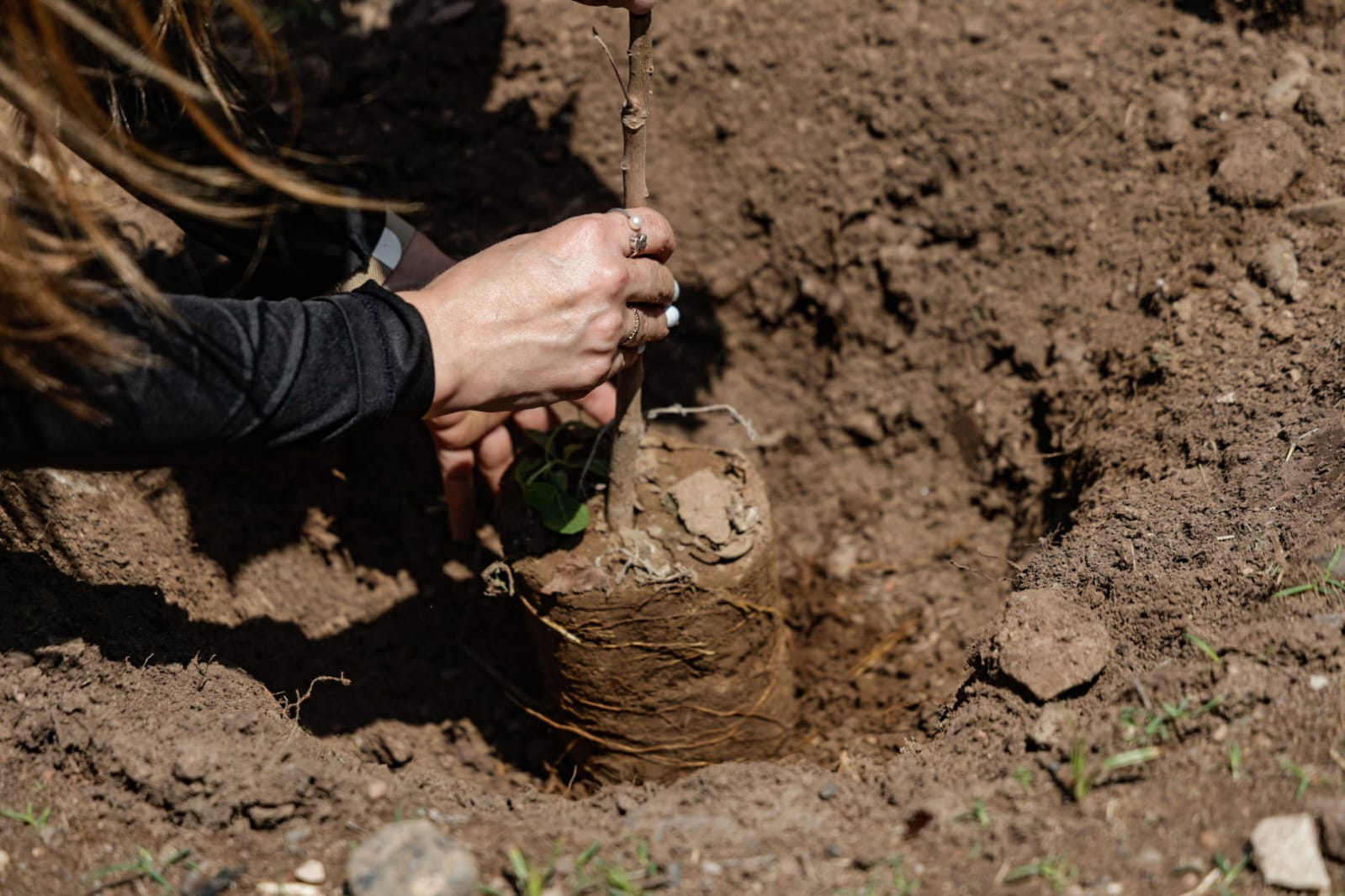 Ayuntamiento de Culiacán y SEBIDES celebran jornada de arborización en el bulevar Agricultores