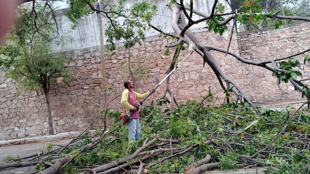 proteccion civil atiende 10 emergencias por fuertes vientos en culiacan