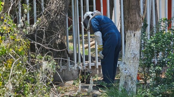 Abejas alborotadas movilizan a personal de Protección Civil en Ahome, Sinaloa