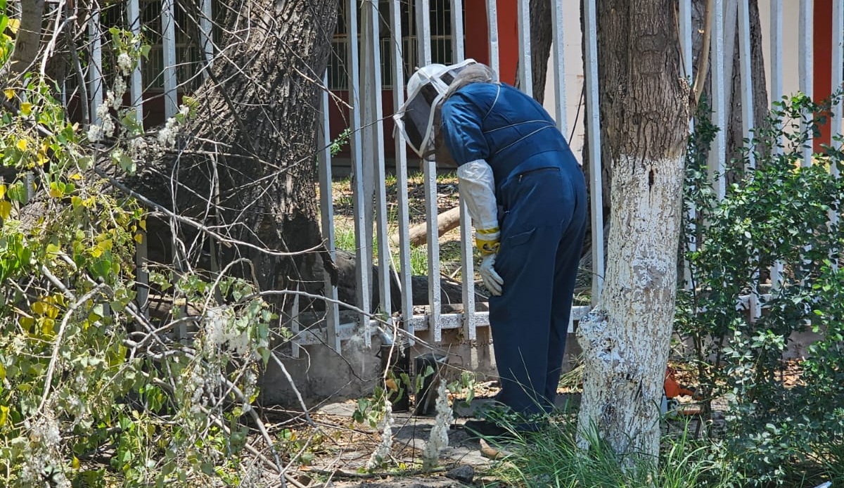 Protección Civil de Ahome reubica enjambre de abejas