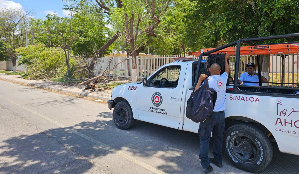 Protección Civil de Ahome reubica enjambre de abejas