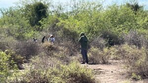 rastreadoras de sonora y sinaloa inician busqueda de el chuma busqueda