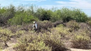 rastreadoras de sonora y sinaloa inician busqueda de el chuma mujer