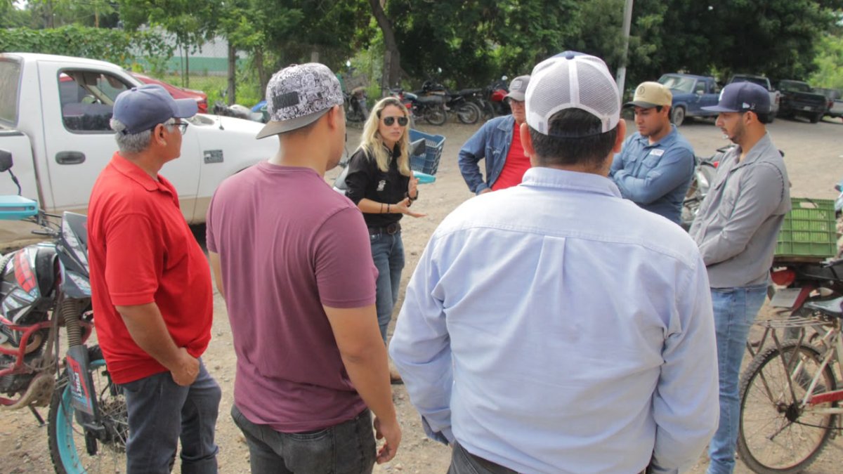 se activan ayuntamiento y el cefpp sinaloa ante caso detectado de gusano barrenador en rosario grupo