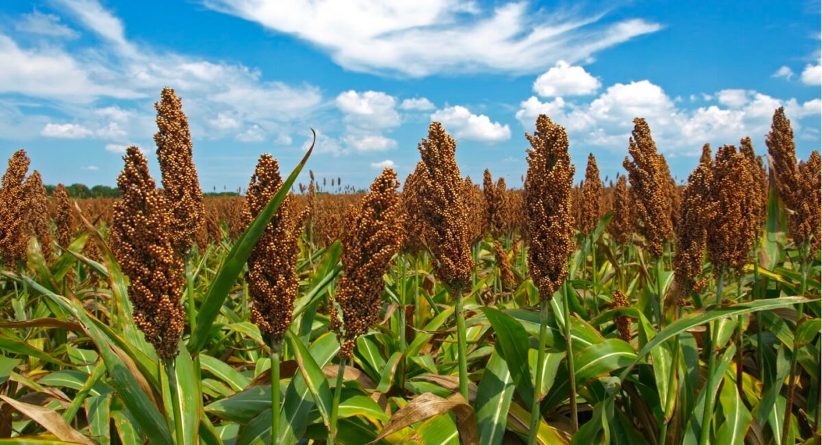 AARC advierte menos siembras en Sinaloa por falta de créditos y sin avances en contratos de sorgo