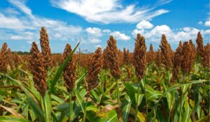 AARC advierte menos siembras en Sinaloa por falta de créditos y sin avances en contratos de sorgo