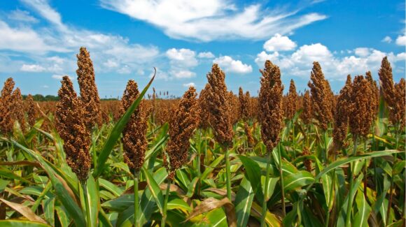 China va por un millón 200 mil toneladas de compra de sorgo en Sinaloa: SAyG