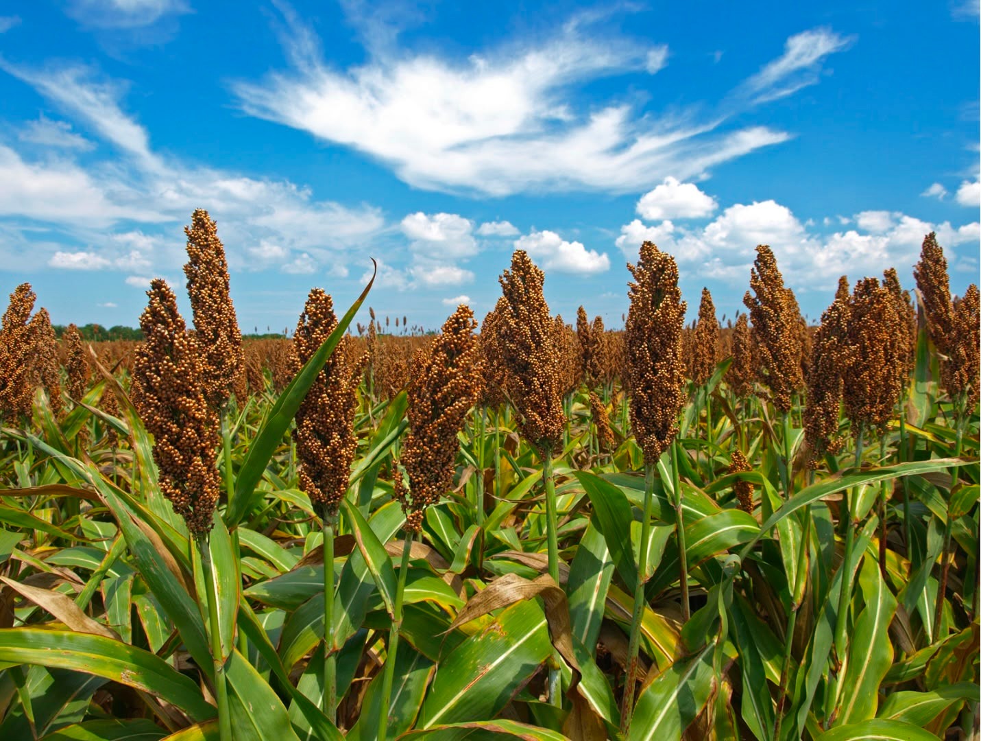 Sorgo