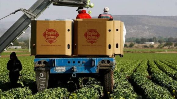Taylor Farms cierra temporalmente planta en México por brote de ciclosporiasis en EE.UU.