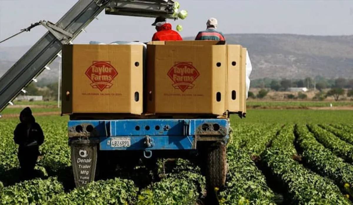 Taylor Farms cierra temporalmente planta en México por brote de ciclosporiasis en EE.UU.