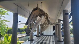 temporada historica de ballenas en mazatlan