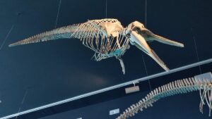 temporada historica de ballenas en mazatlan sinaloa