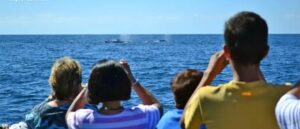 temporada historica de ballenas en mazatlan sinaloa avistamiento