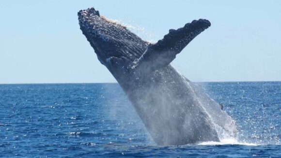 ¡Temporada histórica de ballenas en Mazatlán, Sinaloa! Avistamientos rompieron expectativas, pero preocupa el impacto de El Niño
