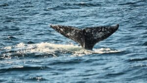 temporada historica de ballenas en mazatlan sinaloa cola