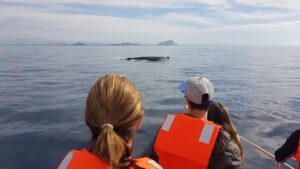 temporada historica de ballenas en mazatlan sinaloa mar