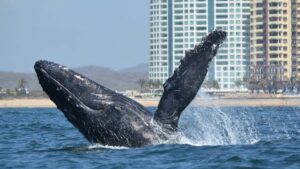 temporada historica de ballenas en mazatlan sinaloa vista