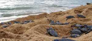 Tortugas