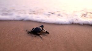 Tortuga
