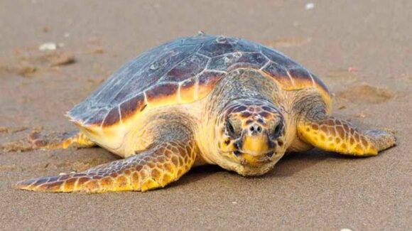 Advierte Profepa sanciones por venta clandestina de huevos y carne de tortuga en Sinaloa