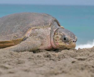 Tortuga