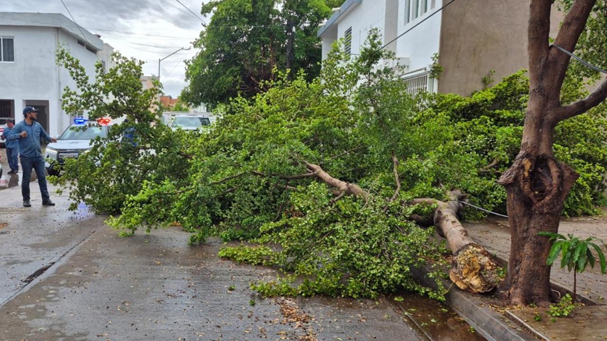 Tránsitos retiran árboles caídos tras fuertes lluvias en Los Mochis