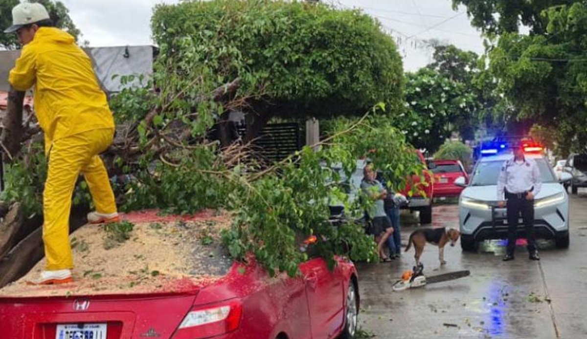 Tránsitos retiran árboles caídos tras fuertes lluvias en Los Mochis
