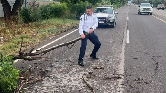 Retiran agentes de Tránsito árboles caídos tras intensa lluvia en Ahome, Sinaloa; algunos cayeron sobre vehículos