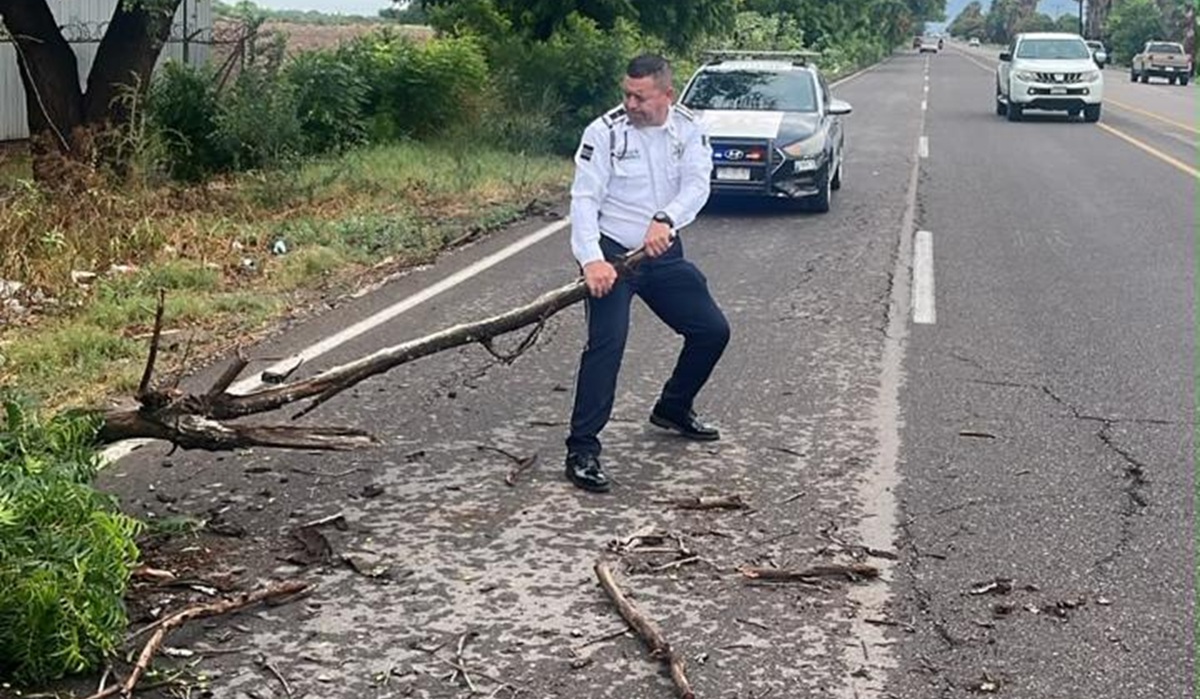 Tránsitos retiran árboles caídos tras fuertes lluvias en Los Mochis