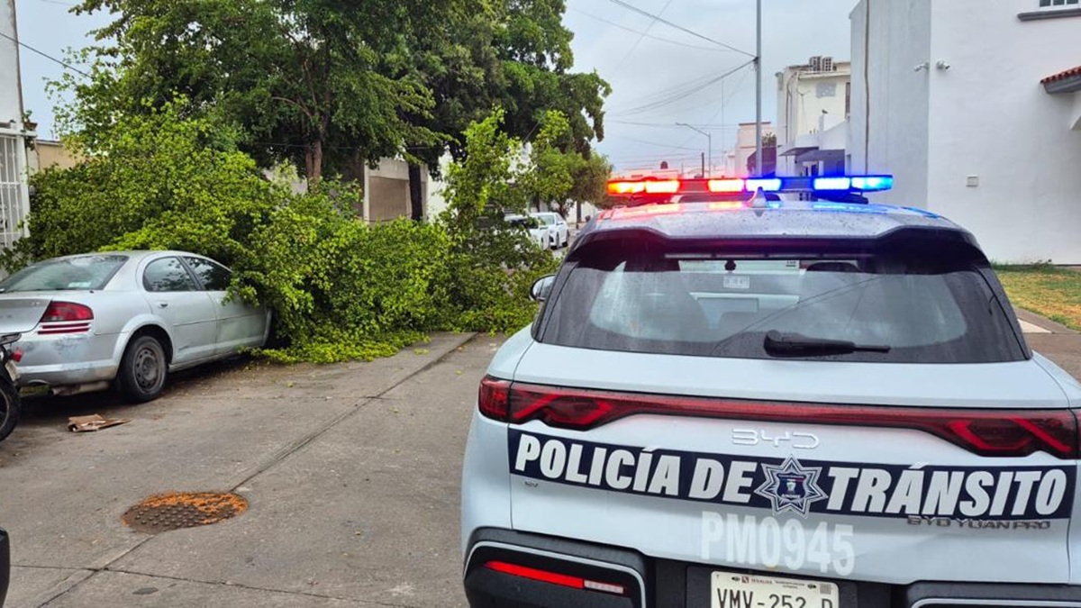 Tránsitos retiran árboles caídos tras fuertes lluvias en Los Mochis