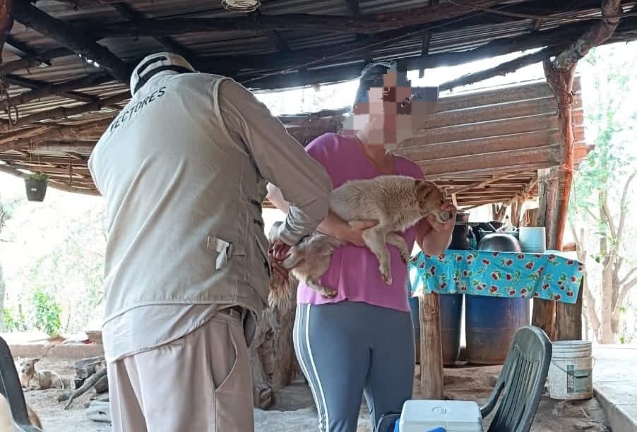 Vacuna antirrábica en mascotas