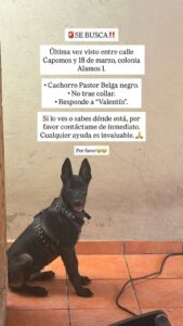 Valentín, perrito secuestrado en Álamos 1 de Los Mochis