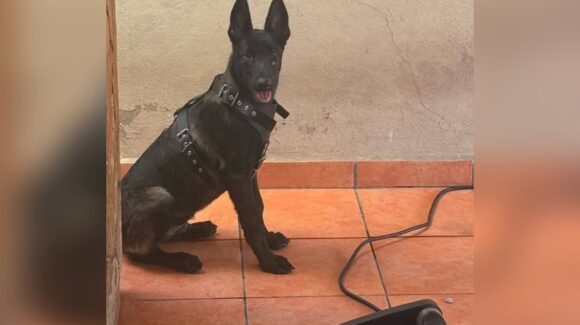 Secuestran a Valentín, un perro belga; lo subieron a un vehículo en la colonia Álamos 1, en Los Mochis, Sinaloa