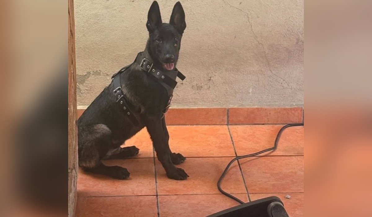 Valentín, perrito secuestrado en Álamos 1 de Los Mochis
