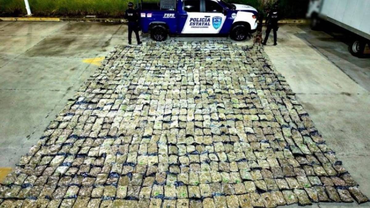 Cargamento decomisado de mariguana en León