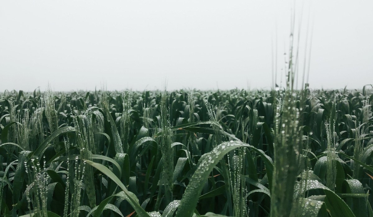 Cultivos con lluvias en Sinaloa