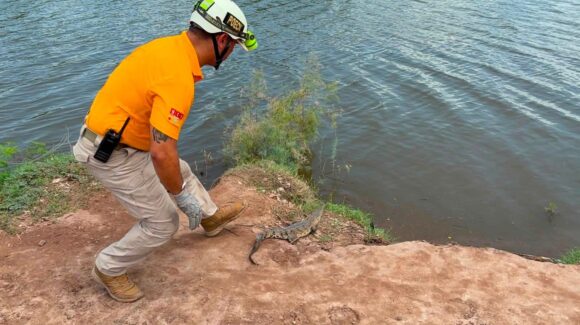 ¡De vuelta a casa! Liberan en su hábitat a pequeño cocodrilo capturado en Mazatlán