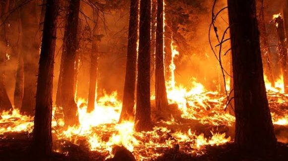 Día de la Prevención de los Incendios Forestales: ¿Cómo podemos evitarlos?