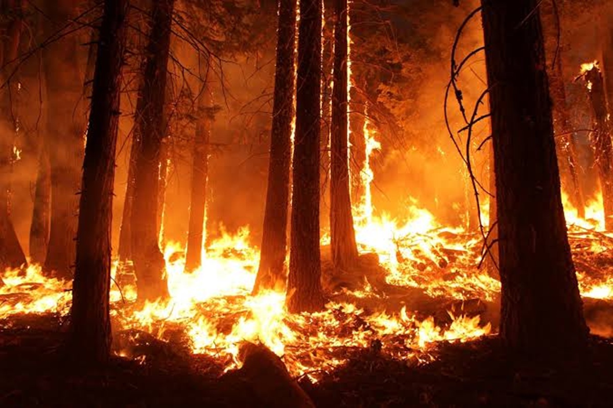 Día Mundial de la Prevención de los Incendios Forestales
