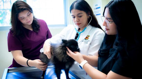 ¡Cuida a tus mascotas! Especialista explica cómo evitar tragedias por golpe de calor este verano