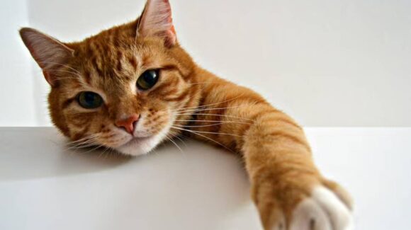Día Internacional del Gato: tres fechas, un mismo objetivo