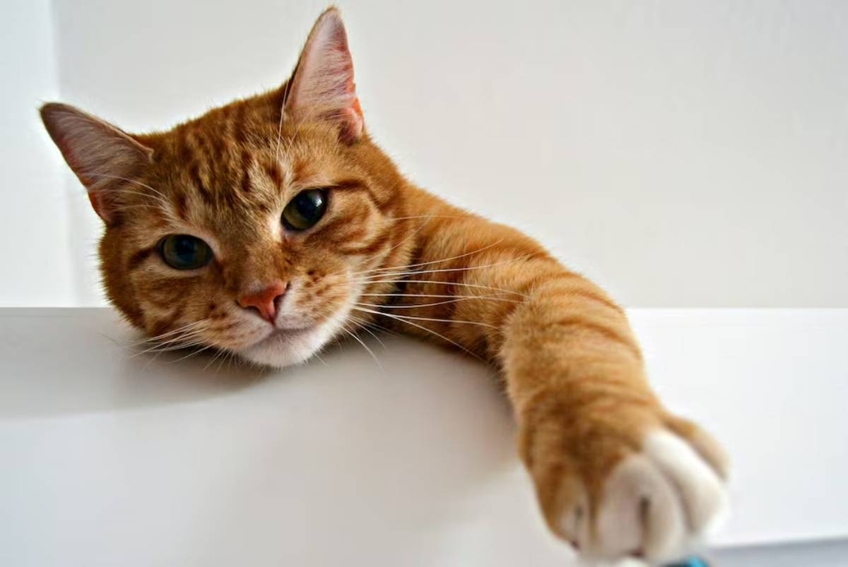 Gato naranja