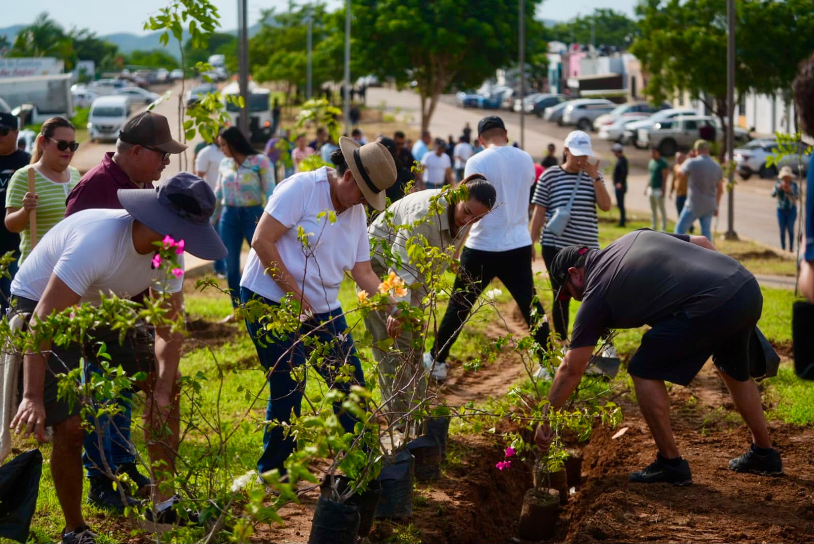Jornada de reforestación