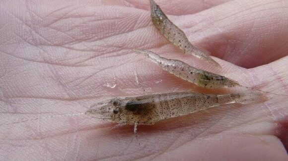 Cambia el panorama en el Caimanero; pescadores dependen de larva juvenil de camarón para su próxima temporada 2026-2027