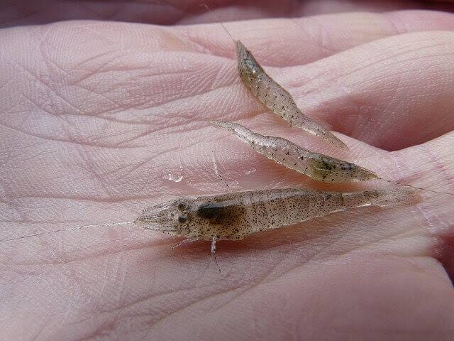 Pescadores dependen de larva juvenil de camarón para su próxima temporada