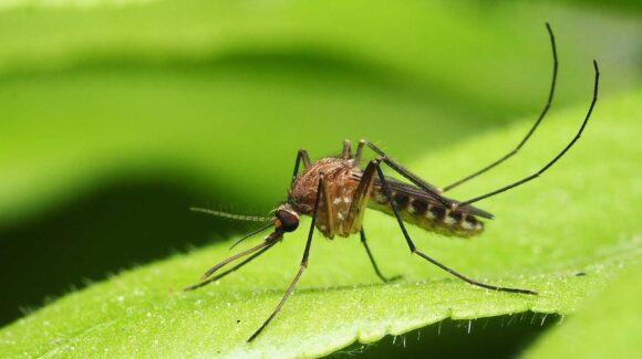¿Cansado de los mosquitos? Estas plantas pueden ayudarte a mantenerlos lejos de tu casa
