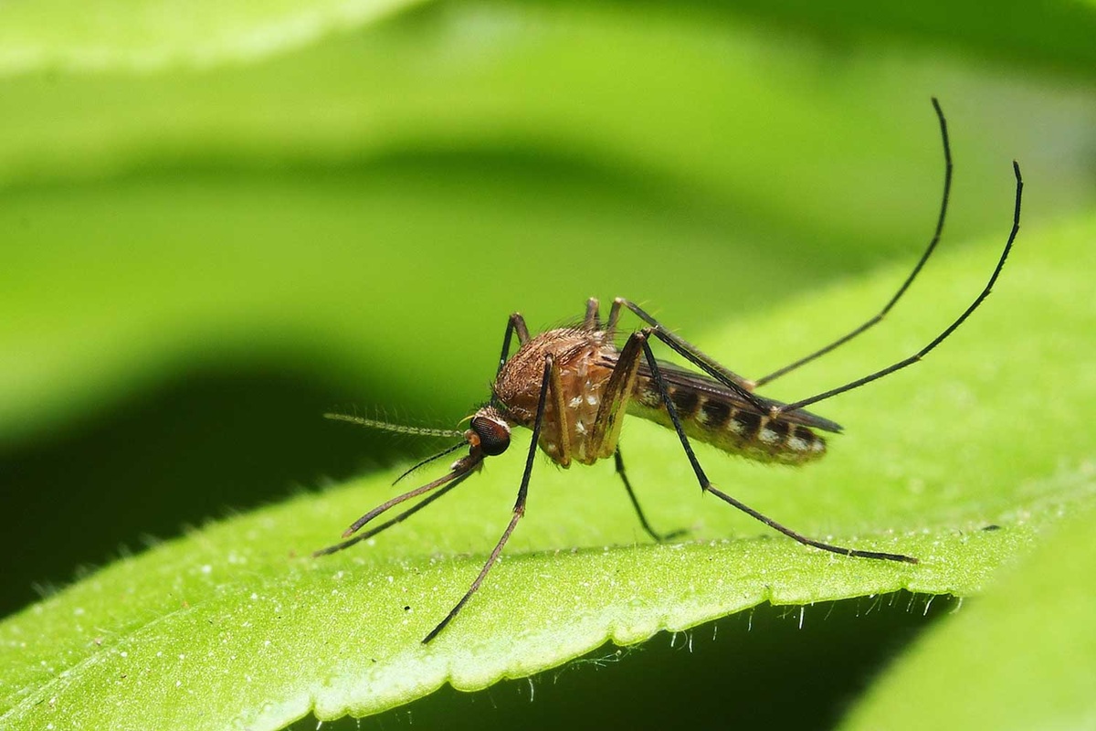 Plantas que ayudan a alejar a los mosquitos de tu hogar