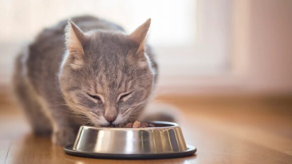 ¿El alimento de tu gato está en la lista? Profeco detecta anomalías en varias marcas comerciales